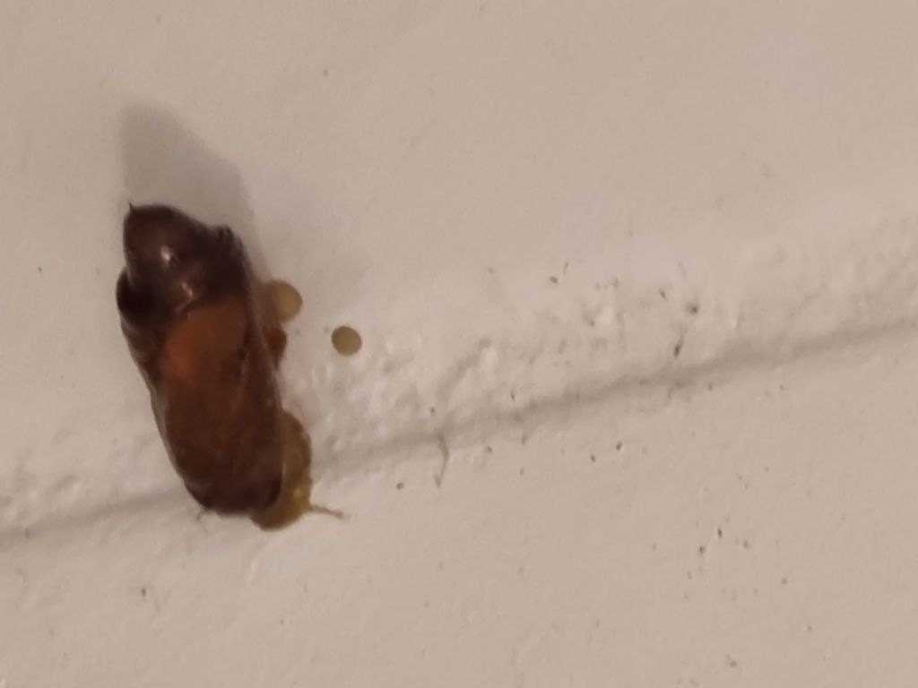 Urina di quale animale? Liquido di pupa/crisalide?