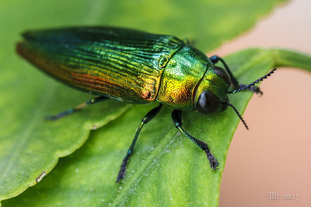 Buprestidae: Eurythyrea micans