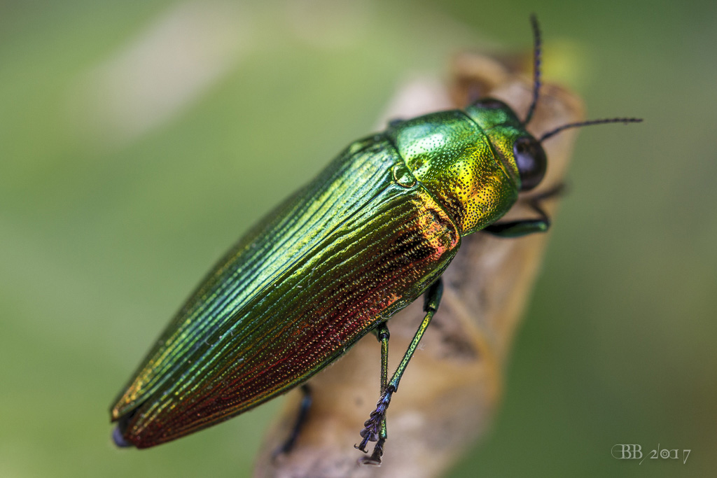 Buprestidae: Eurythyrea micans