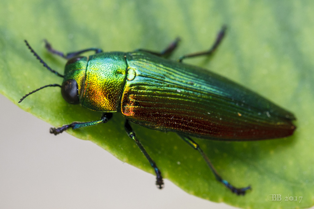 Buprestidae: Eurythyrea micans