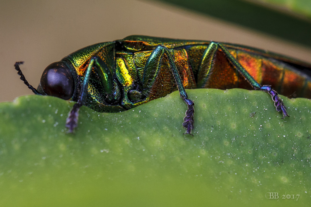 Buprestidae: Eurythyrea micans