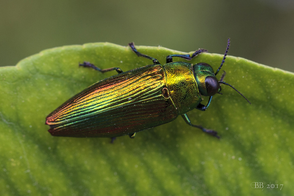 Buprestidae: Eurythyrea micans