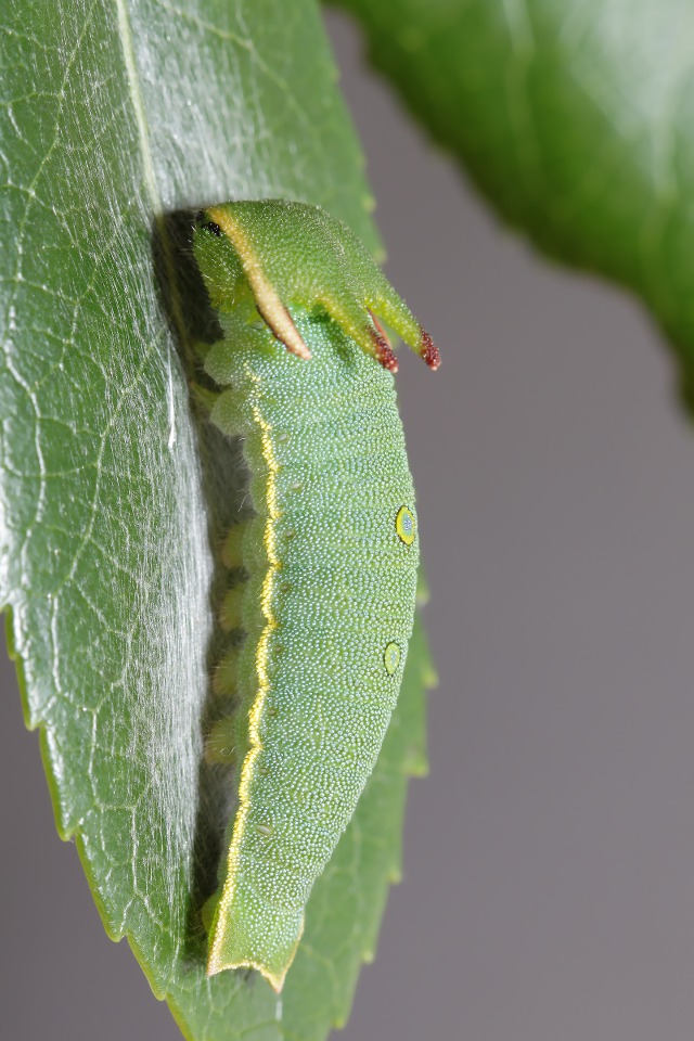 Brucornuto (Charaxes jasius)