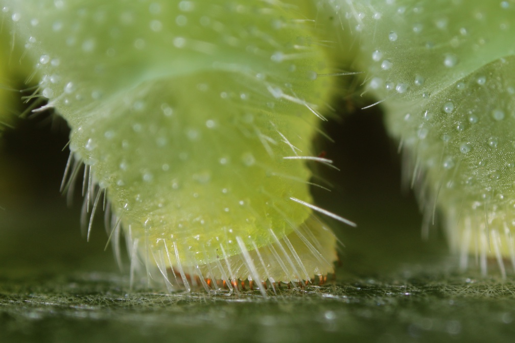 Brucornuto (Charaxes jasius)