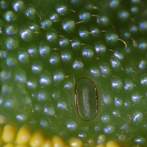 Brucornuto (Charaxes jasius)