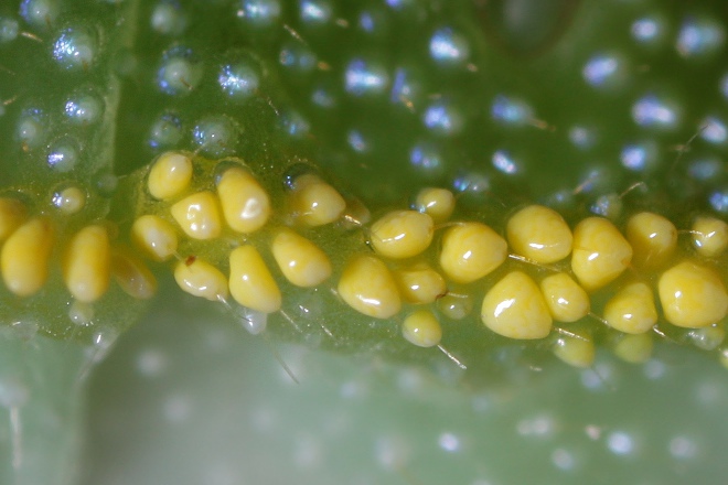 Brucornuto (Charaxes jasius)