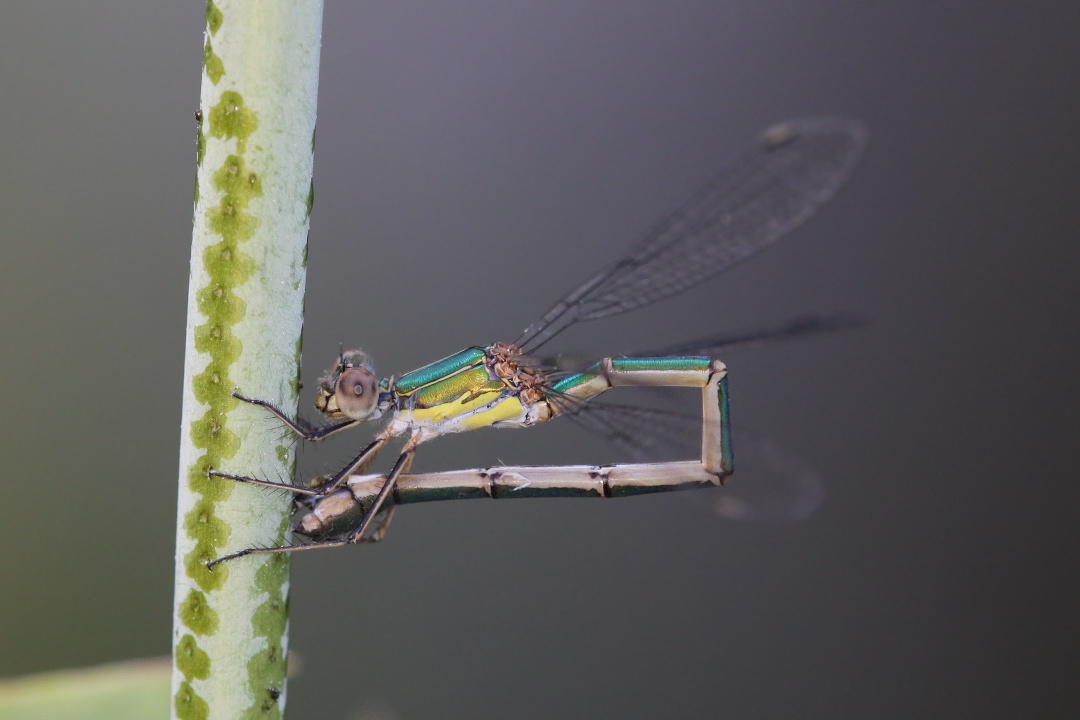 Chalcolestes: viridis o parvidens