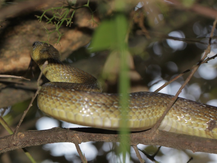 Serpente da determinare