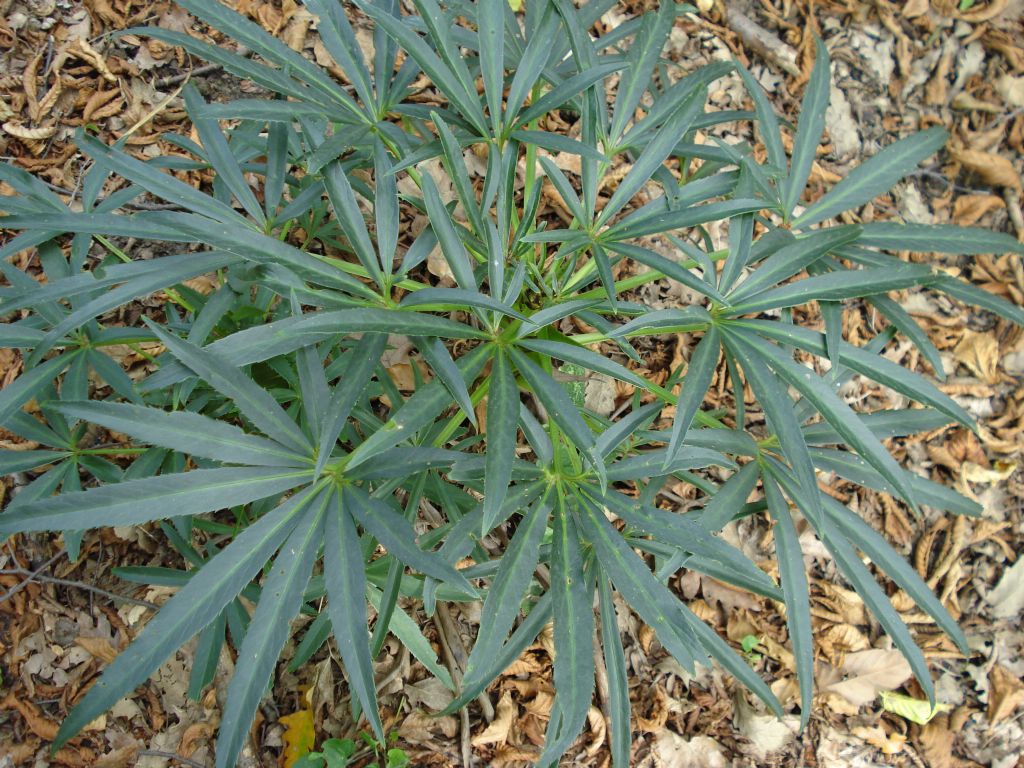 Helleborus foetidus