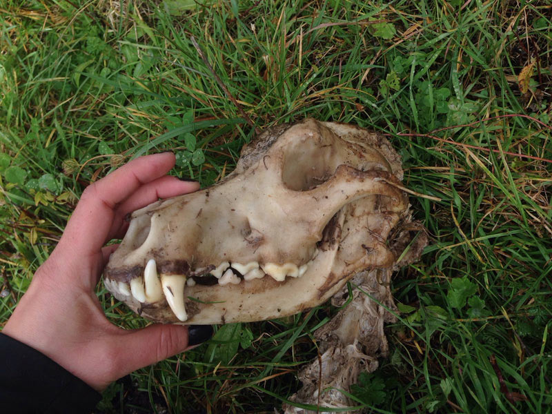 Cranio di canide: cane o lupo?