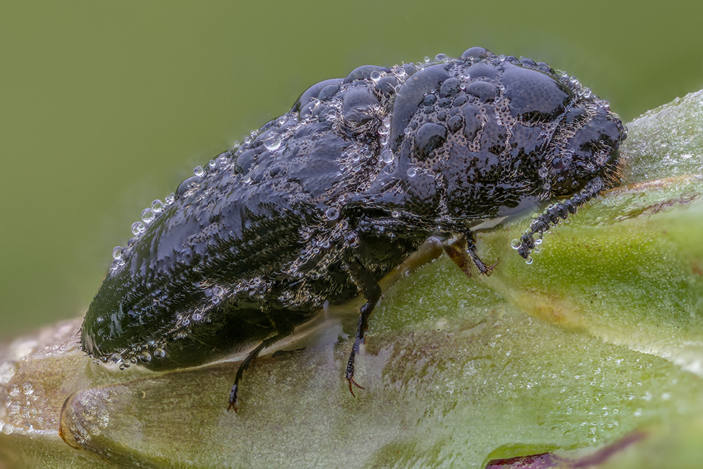 Richiesta identificazione: Elateridae: cfr. Melanotus sp., femmina