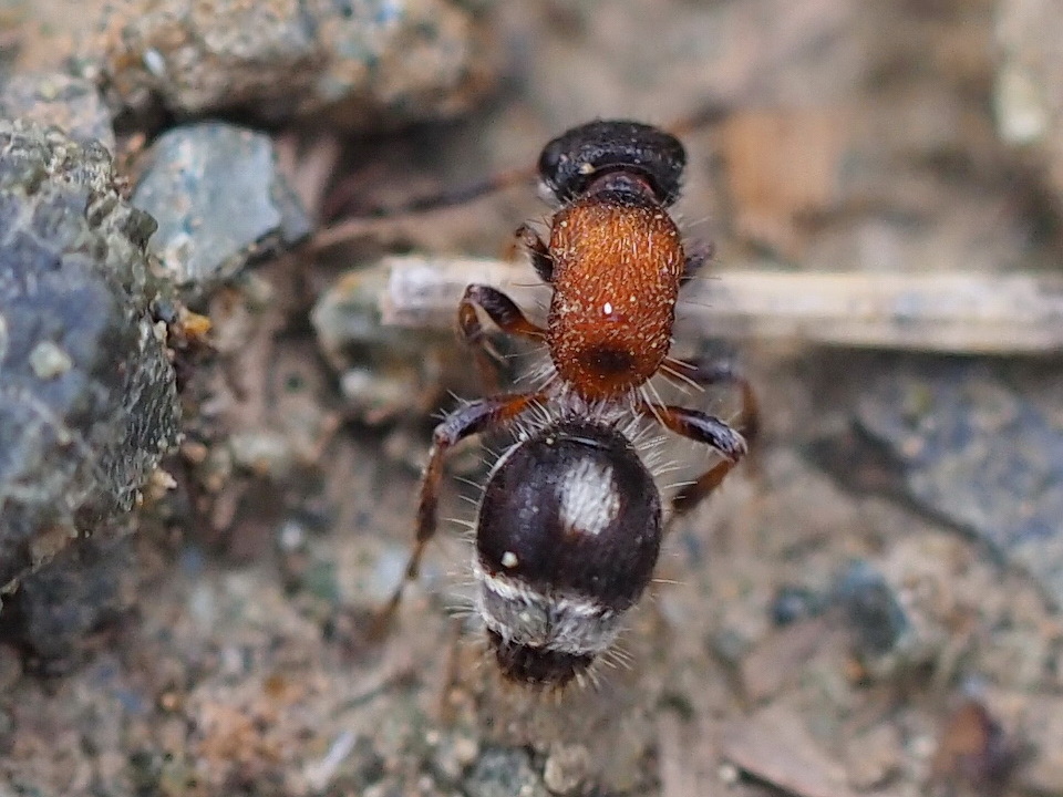 Velvet Ant, Physetopoda? Forse Smicromyrme rufipes (cfr.)