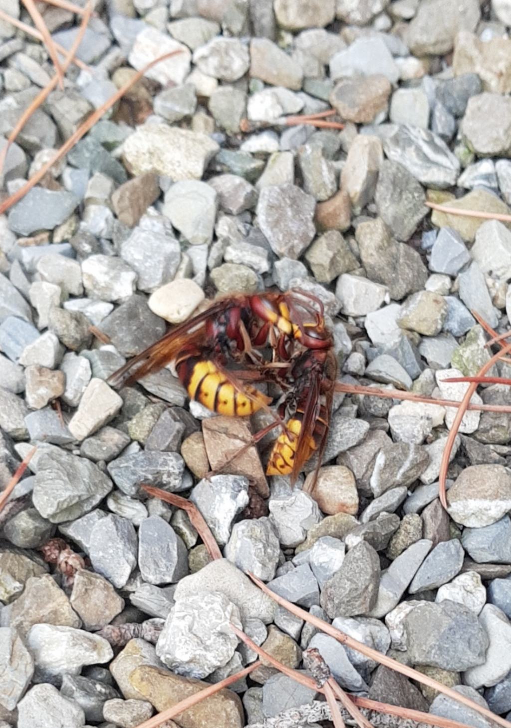 Due calabroni (Vespa crabro) in lotta