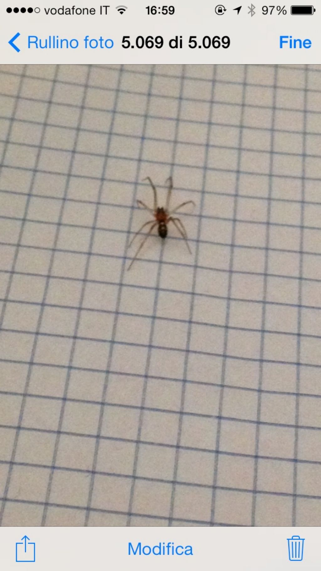 Steatoda grossa - Milano (MI)