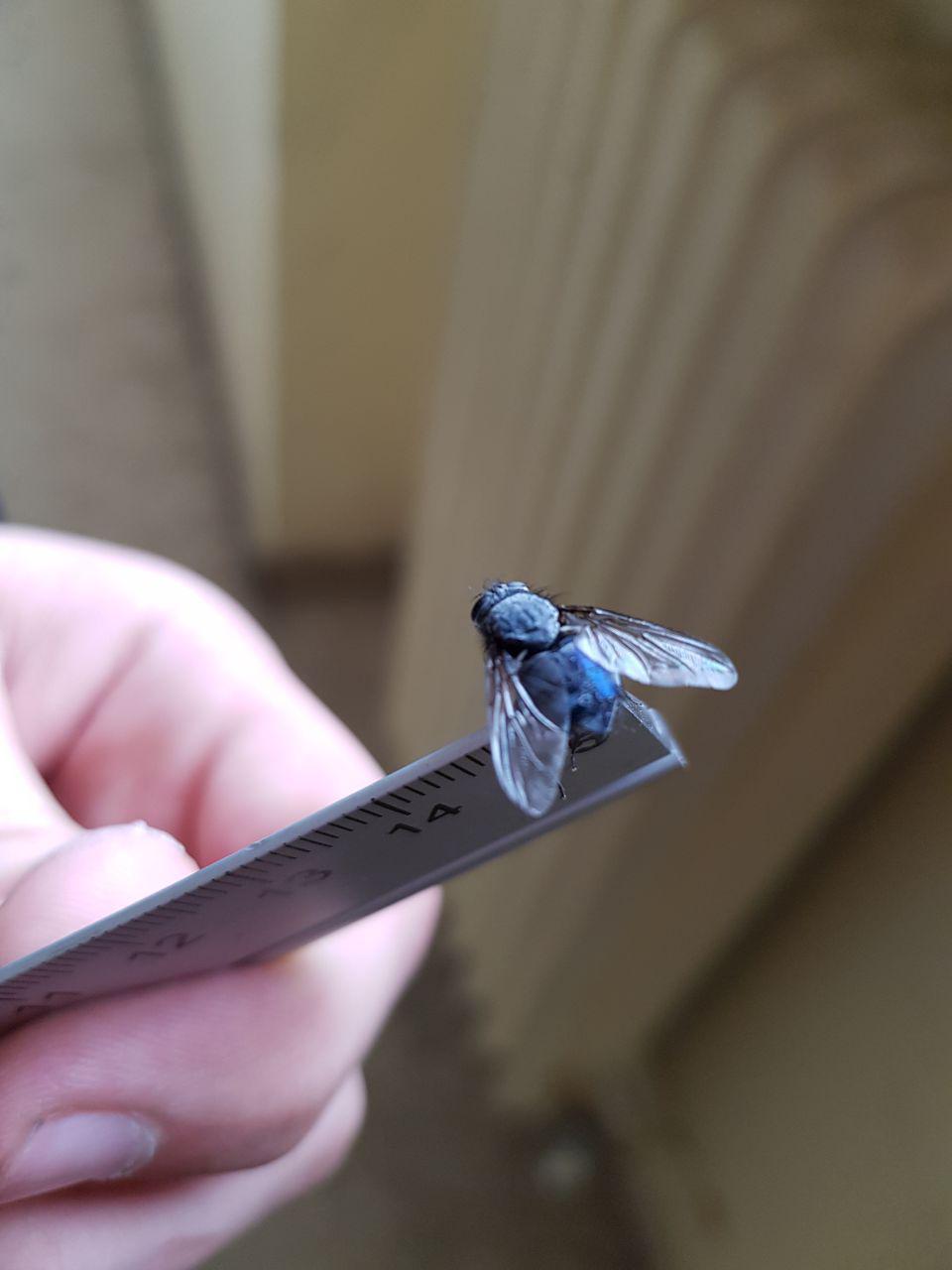 Calliphora sp. (Calliphoridae) femmina.