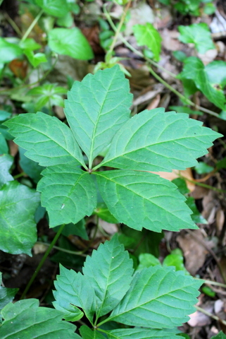 campi flegrei - Parthenocissus quinquefolia