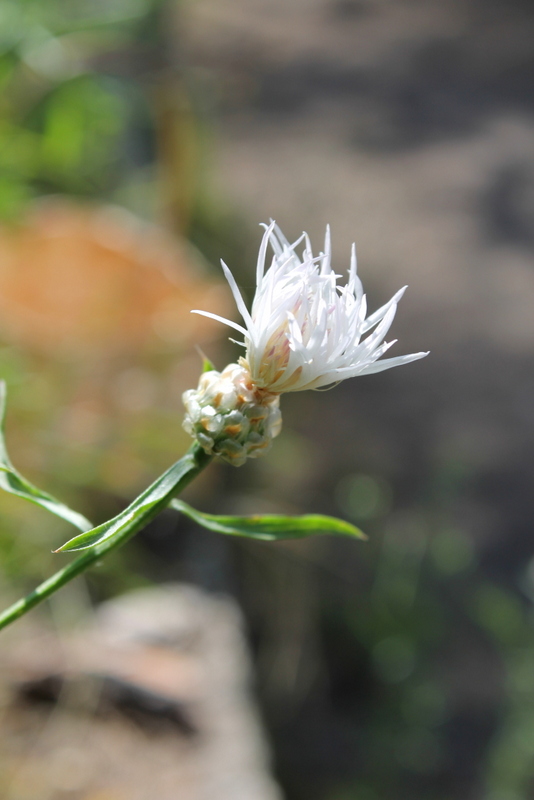 Campi Flegrei - Centaurea deusta