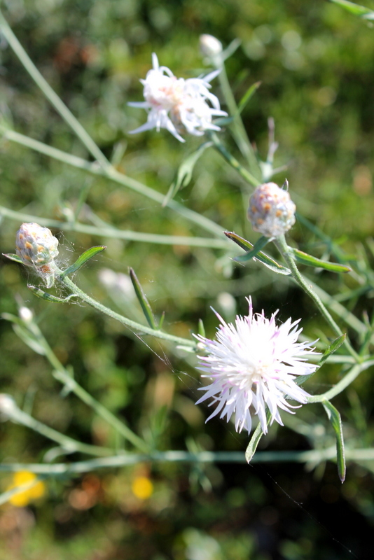 Campi Flegrei - Centaurea deusta