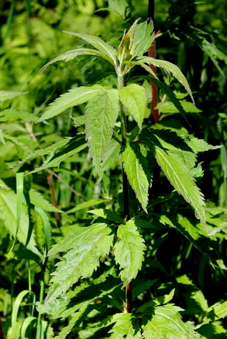 campi flegrei - Eupatorium cannabinum