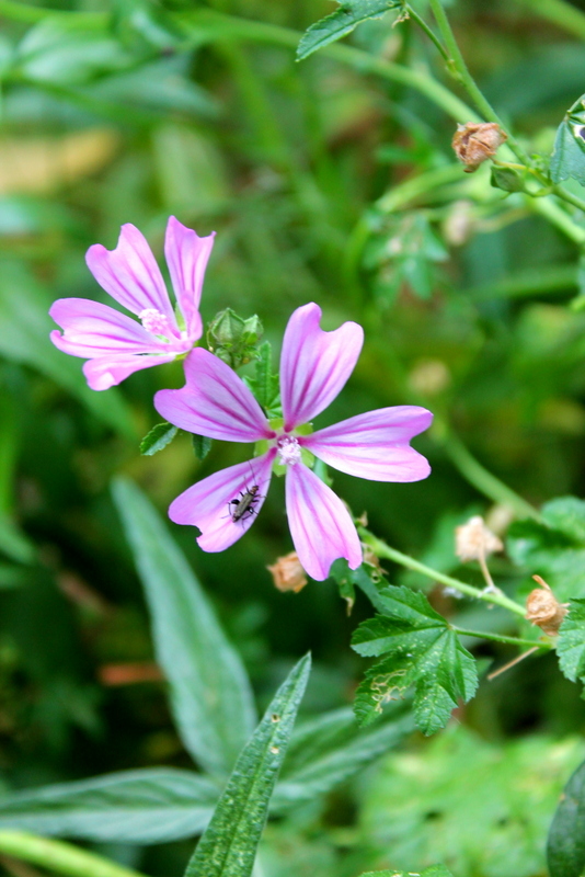 Campi Flegrei - Malva sylvestris, M. multiflora, M. arborea