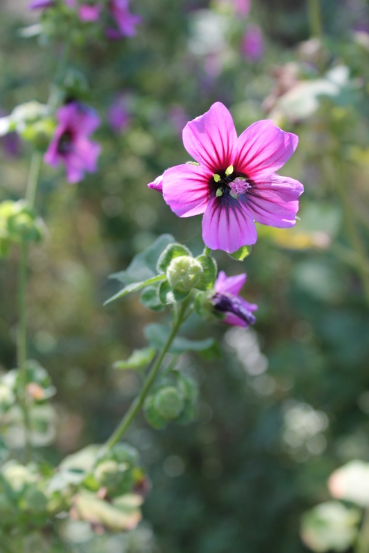 Campi Flegrei - Malva sylvestris, M. multiflora, M. arborea