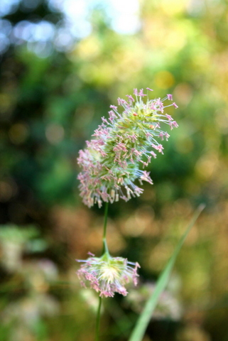 campi flegrei - Dactylis glomerata