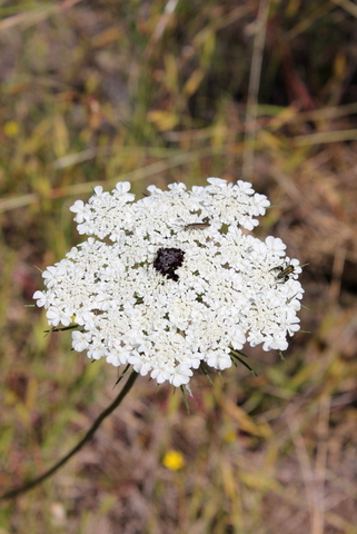 campi flegrei - Daucus carota