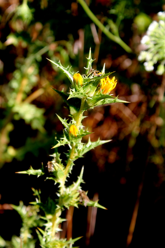 Scolymus hispanicus subsp. occidentalis