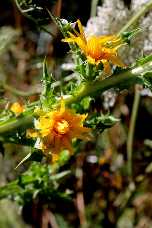 Scolymus hispanicus subsp. occidentalis