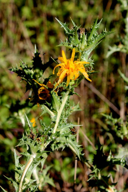 Scolymus hispanicus subsp. occidentalis