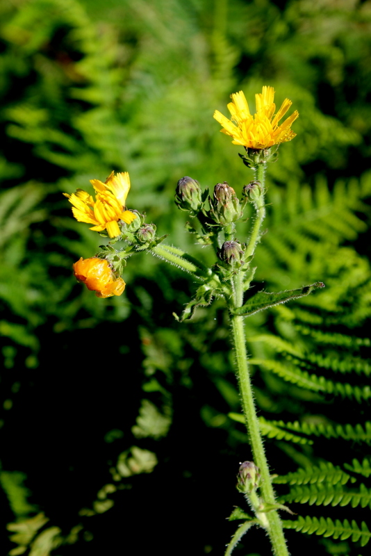 Picris hieracioides subsp. hieracioides