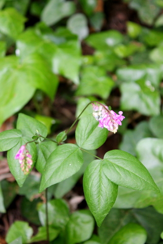 campi flegrei - Lathyrus venetus