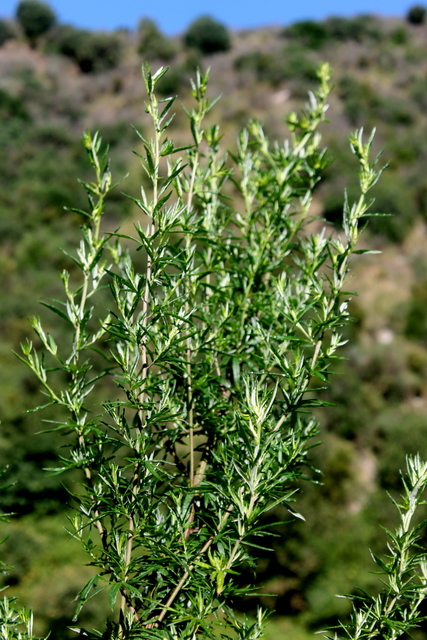 Campi Flegrei - Artemisia verlotiorum