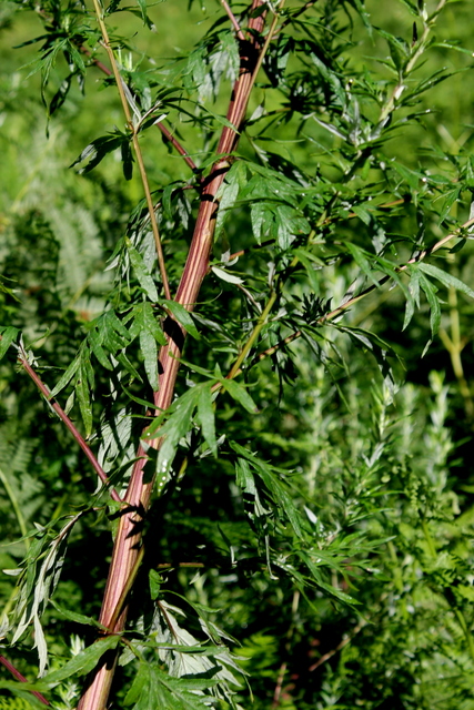 Campi Flegrei - Artemisia verlotiorum