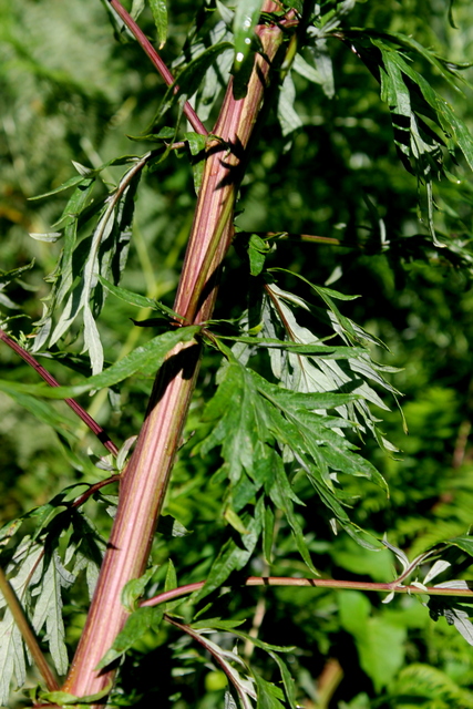 Campi Flegrei - Artemisia verlotiorum