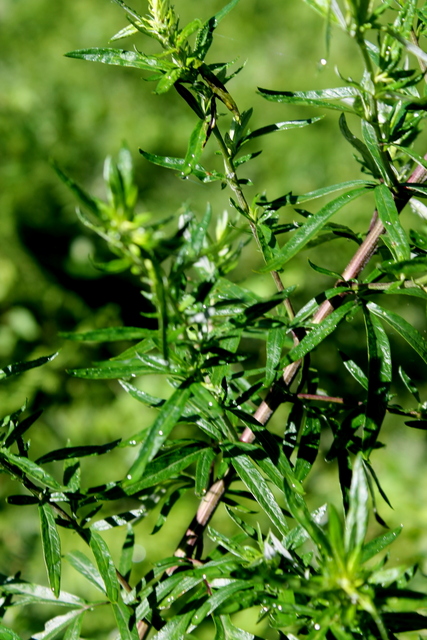 Campi Flegrei - Artemisia verlotiorum