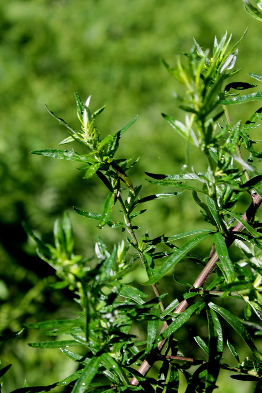 Campi Flegrei - Artemisia verlotiorum