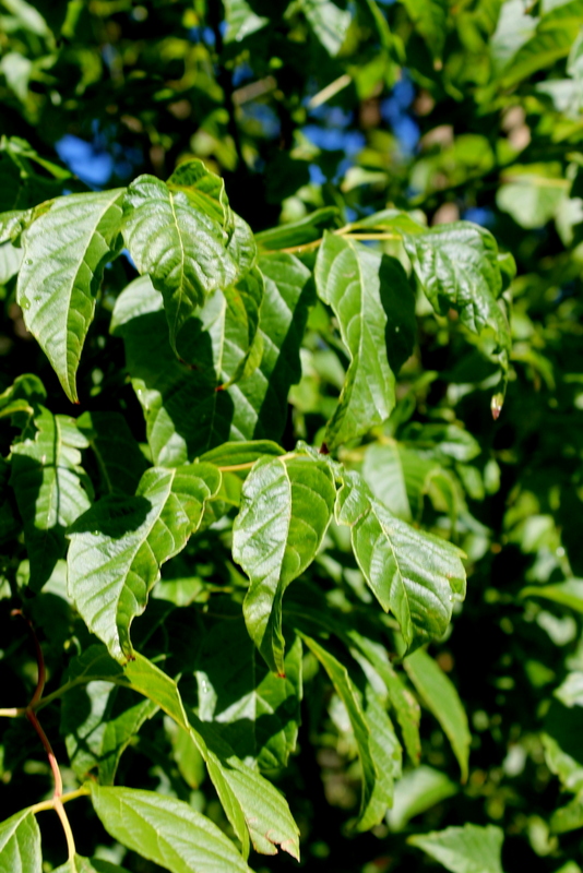 Acer negundo /Acero americano