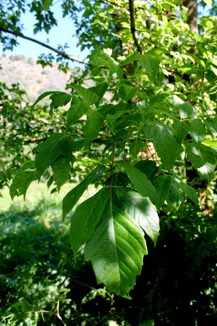 Acer negundo /Acero americano