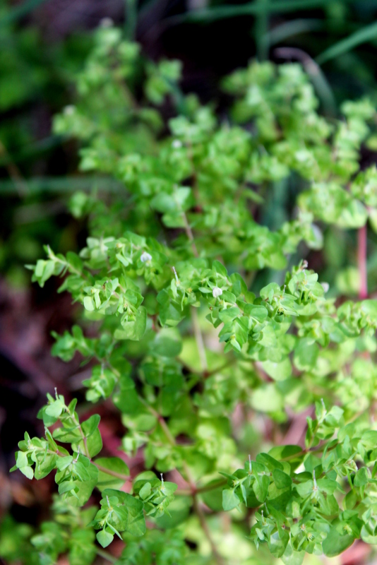 Campi flegrei - Euphorbia peplus