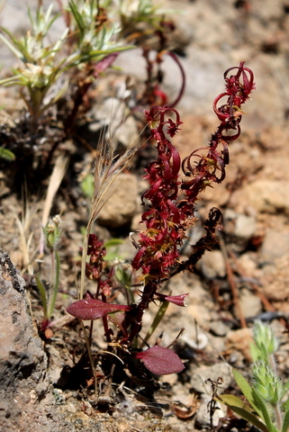 campi flegrei - Rumex bucephalophorus