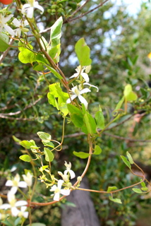 Campi flegrei - Clematis flammula