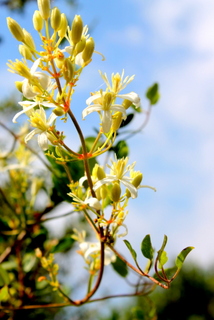 Campi flegrei - Clematis flammula