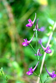 Campi flegrei - Delphinium halteratum