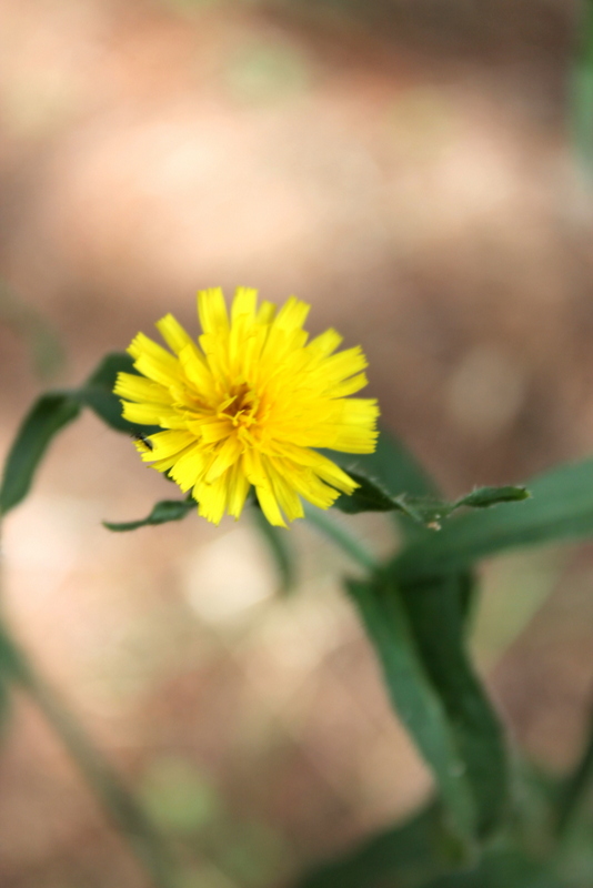 Campi Flegrei - Picris hieracioides subsp. hieracioides