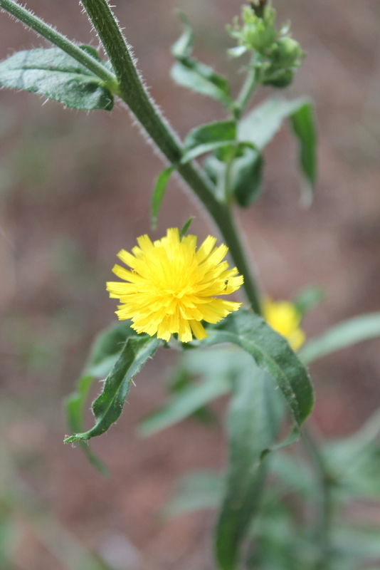 Campi Flegrei - Picris hieracioides subsp. hieracioides