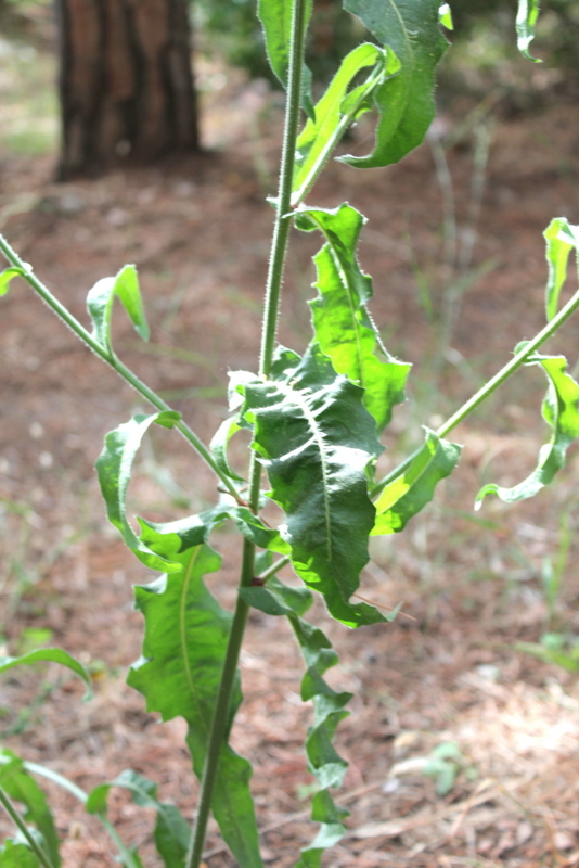 Campi Flegrei - Picris hieracioides subsp. hieracioides