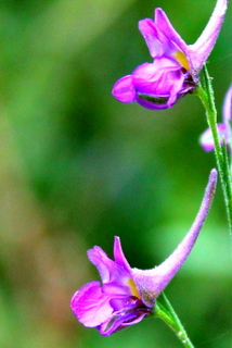 Campi flegrei - Delphinium halteratum