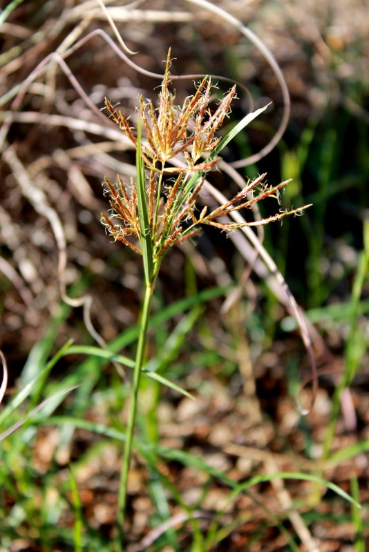 CAMPI FLEGREI_Cyperus rotundus