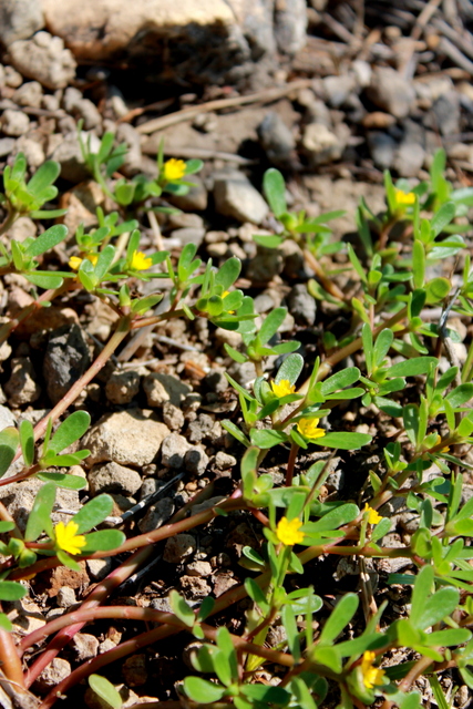 CAMPI FLEGREI_Portulaca oleracea aggr.